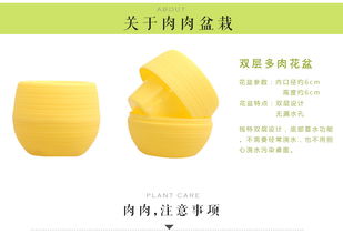 綠意盎然 室內盆栽花卉與多肉植物的養護與搭配